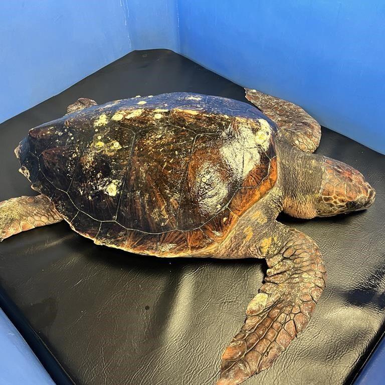 Loggerhead turtle rarely seen in B.C. waters is rescued, suffering hypothermia